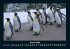 Tiere in der Wildnis 2026 Fotokalender... - Bild 6