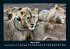 Tiere in der Wildnis 2026 Fotokalender... - Bild 8