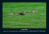 Tiere in der Wildnis 2026 Fotokalender... - Bild 9