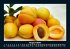 Obstkalender 2026 Fotokalender DIN A5 - Bild 13