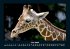 Giraffen 2026 Fotokalender DIN A4 - Bild 11