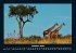 Giraffen 2026 Fotokalender DIN A4 - Bild 3