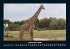 Giraffen 2026 Fotokalender DIN A4 - Bild 5