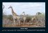 Giraffen 2026 Fotokalender DIN A4 - Bild 6