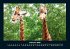 Giraffen 2026 Fotokalender DIN A4 - Bild 7