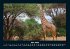 Giraffen 2026 Fotokalender DIN A4 - Bild 10