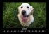 Hunde 2026 Fotokalender DIN A3 - Bild 12