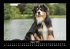 Hunde 2026 Fotokalender DIN A3 - Bild 13