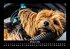 Hunde 2026 Fotokalender DIN A3 - Bild 3