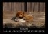 Hunde 2026 Fotokalender DIN A3 - Bild 4