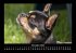 Hunde 2026 Fotokalender DIN A3 - Bild 5