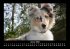 Hunde 2026 Fotokalender DIN A3 - Bild 6