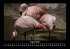 Vogelparadies 2026 Fotokalender DIN A3 - Bild 13