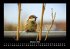 Vogelparadies 2026 Fotokalender DIN A3 - Bild 3