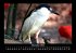 Vogelparadies 2026 Fotokalender DIN A3 - Bild 4