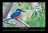 Vogelparadies 2026 Fotokalender DIN A3 - Bild 5