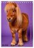 Das Leben ist ein Ponyhof - Zwergponys... - Bild 11