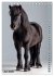 Das Leben ist ein Ponyhof - Zwergponys... - Bild 12