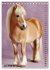 Das Leben ist ein Ponyhof - Zwergponys... - Bild 13