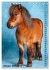 Das Leben ist ein Ponyhof - Zwergponys... - Bild 3