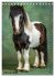 Das Leben ist ein Ponyhof - Zwergponys... - Bild 8