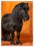 Das Leben ist ein Ponyhof - Zwergponys... - Bild 10