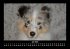 Hunde 2026 Fotokalender DIN A3 - Bild 12