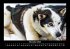 Hunde 2026 Fotokalender DIN A3 - Bild 4