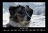 Hunde 2026 Fotokalender DIN A3 - Bild 5