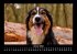 Hunde 2026 Fotokalender DIN A3 - Bild 6