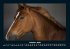 Die Welt der Pferde 2026 Fotokalender... - Bild 3