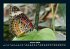 Bunte Pracht der Schmetterlinge 2026... - Bild 6