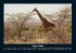 Giraffen 2026 Fotokalender DIN A4 - Bild 13