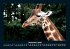 Giraffen 2026 Fotokalender DIN A4 - Bild 5