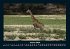 Giraffen 2026 Fotokalender DIN A4 - Bild 6