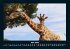 Giraffen 2026 Fotokalender DIN A4 - Bild 10