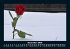 Rosentraum 2026 Fotokalender DIN A5 - Bild 5