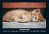 Für Katzenfreunde 2026 Fotokalender... - Bild 2