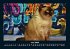 Für Katzenfreunde 2026 Fotokalender... - Bild 11