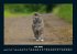 Für Katzenfreunde 2026 Fotokalender... - Bild 12