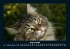 Für Katzenfreunde 2026 Fotokalender... - Bild 13