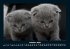 Für Katzenfreunde 2026 Fotokalender... - Bild 3