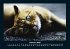Für Katzenfreunde 2026 Fotokalender... - Bild 7