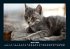 Für Katzenfreunde 2026 Fotokalender... - Bild 9