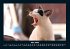 Für Katzenfreunde 2026 Fotokalender... - Bild 10