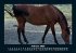 Welt der Pferde 2026 Fotokalender DIN A5 - Bild 7