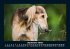 Hunde 2026 Fotokalender DIN A5 - Bild 2