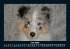 Hunde 2026 Fotokalender DIN A5 - Bild 12