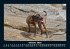 Hunde 2026 Fotokalender DIN A5 - Bild 3