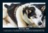 Hunde 2026 Fotokalender DIN A5 - Bild 4